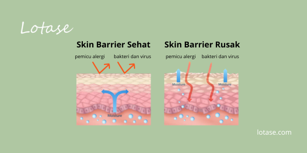 perbedaan skin barrier sehat vs skin barrier rusak